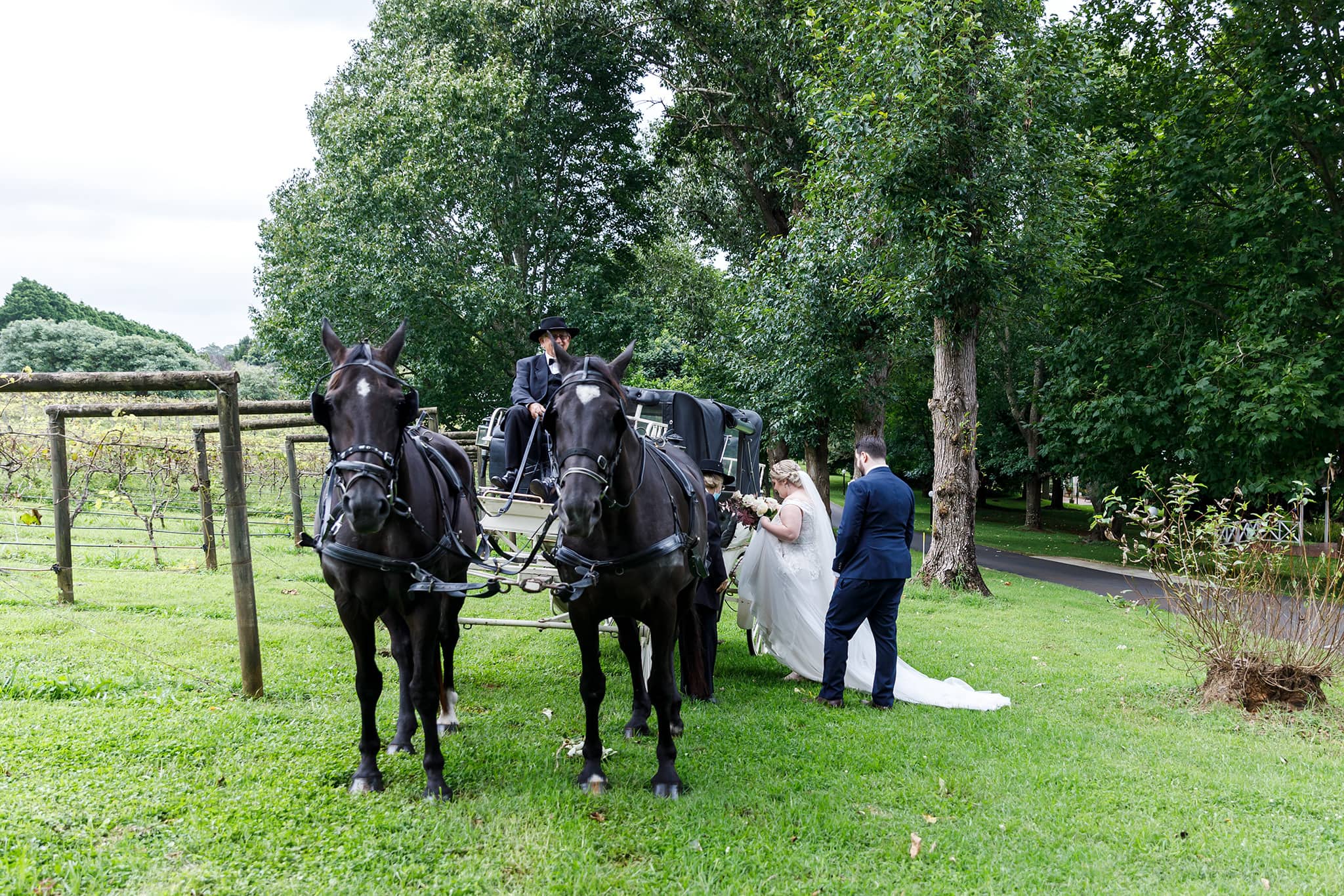 Tamborine Mountain wedding transport arriving by horse and carriage